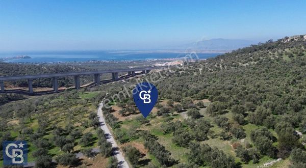 Aşağışakran'da Yola Cephe 5345 M2 60 Ağaçlı Zeytinlik