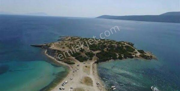 Urla Yağcılard'a Köye Ve Plaja Yakın Yatırımlık Hisseli Zeytinlik