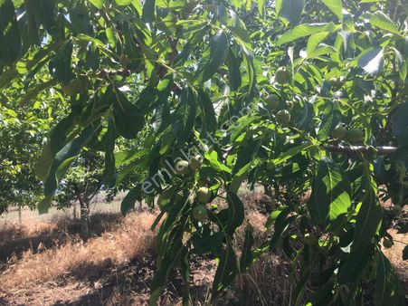 Denize 500 Metre Mesafede Ayvalık Altınovada Ceviz Bahçesi