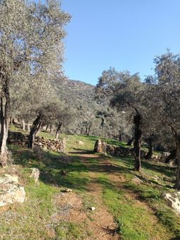 Satılık Tarla Zeytinlik