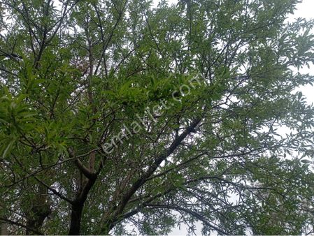 Manisa Kırkağaç Musahocada Zeytinlik