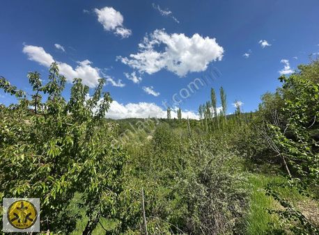 Verimli Kiraz Bahçesi