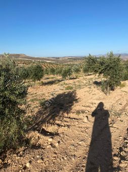 Kilis Demirışıkta Satılık Zeytinlik