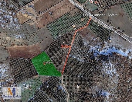 Merkez'den Ana Yola Yakın Kadastral Yola Cepheli Zeytinli Tarla
