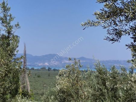 Orhangazi'nin Heceler Köyünde Köye Çok Yakın Mesafede Olan Zeytin Bahçesi Satılık...