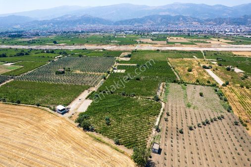 Manisa Salihli Beşeylül'de 7.143 M² Faal Yatırımlık Üzüm Bağı