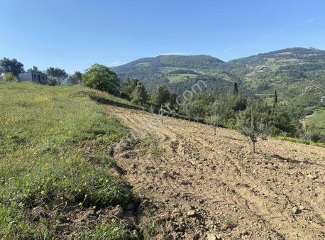 Bakımlı Yetişkin Meyve Bahçemiz ..