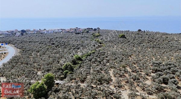 Çanakkale Ayvacık Küçükkuyu Yeşilyurt Köyü Zeytinlik