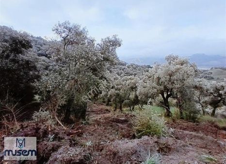 Germencik Dağkaraağaç Köyünde Satılık Zeytinlik