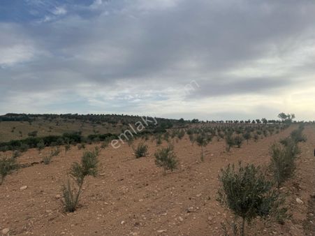 Kilis Demirışıkta Satılık Zeytinlik