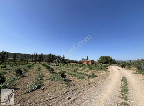 Seferihisar Turgut Köyünde 7.500m² Satılık Tarla