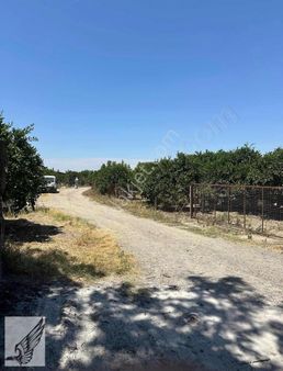 Seferihisar Hıdırlık Mahallesi 5.700m2 Satılık Mandalina Bahçesi