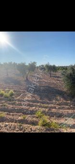 Demirışıkta Satılık Zeytlikte