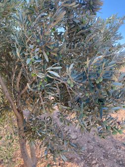 Kilis Öncüpınarda Satılık Zeytinlik