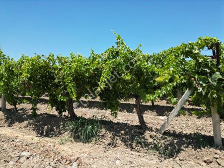 Beyaz Gayrımenkulden Karaoglanlı Mh De 8 Dönüm Süper Üzüm Bagı