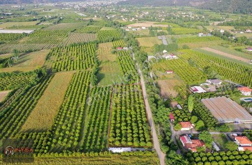 Nysa Emlak'tan 6.500m2 Satılık Hisseli Limon Bahçesi