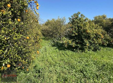 Nysa Emlak'tan 1.520 M2 Satılık Arsa