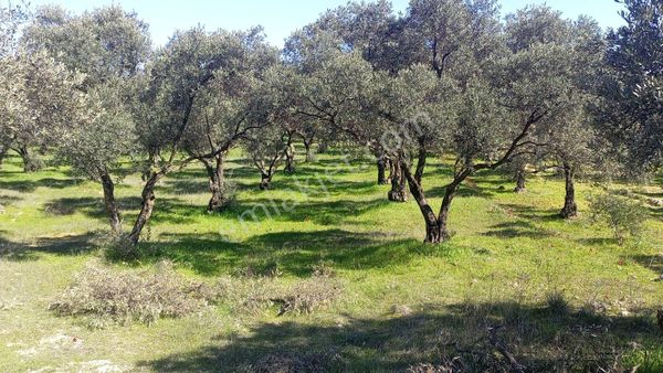 Egelimden Bozdoğan Yeni Mh Satılık Düz Uygun 3450 M2 Zeytinlik