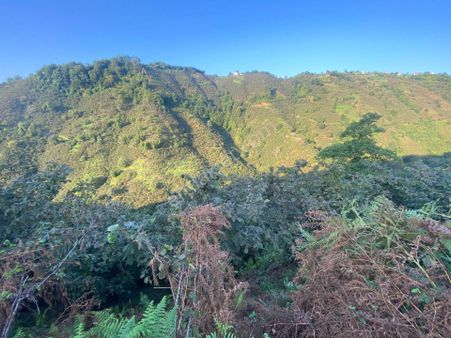 Tirebolu Doğancı Bölgesinde Uygun Fiyata Satılık Fındık Bahçesi