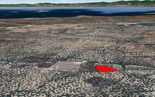 Ayvalık Fethiyede Yatırımlık 4.237 M² Zeytinlik Elektrik, Yol