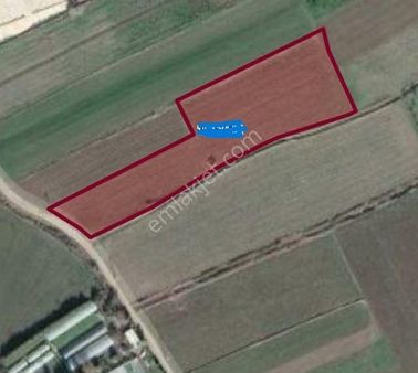 Balıkesir Burhaniye Kızıklı Satılık 9600 M2 Dümdüz Tarla