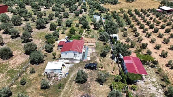 Didim Akköy Mahallesi'nde Satılık Zeytinlik