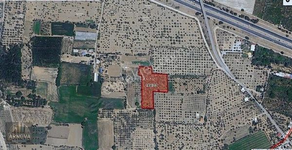 Aydın İncirliova'da Satılık Zeytinlik