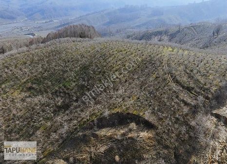 Tapuhane'den Sakarya Kocaali'de 5.240 M2 Satılık Tarla