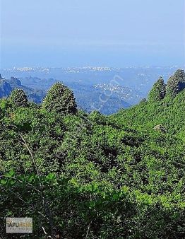 Tapuhane'den Akçakoca'da 21,248m2 Satılık Fındık Bahçesi