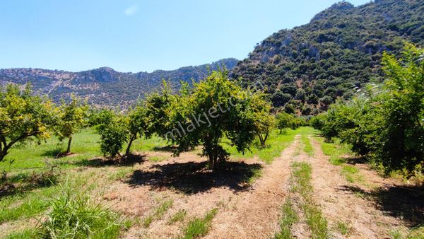 Dalyanda 7.5 Dönüm Satılık Tarla (da37)