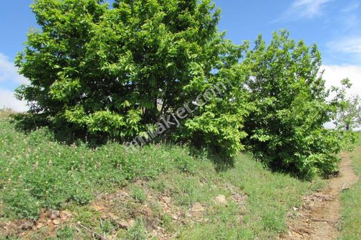 Demir Emlaktan Yaylapınar Mah. Satılıkmükemmel Konumda Bahçe