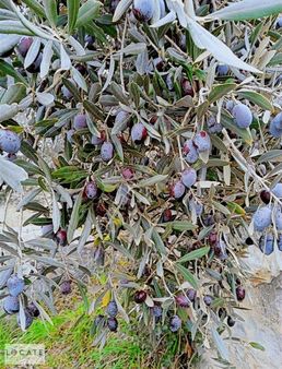 Tire Hasancavuslar'da 30 Dönüm Satılık Zeytinlik