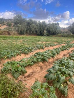 Milas Derince'de 6300 M² Satılık Verimli Arazi