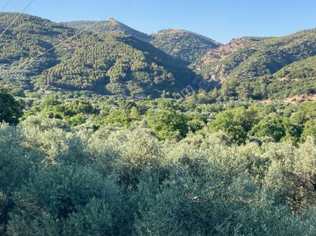 Kuyucak Kayran Köyiçi İmarlı 5042 M2 Tarla