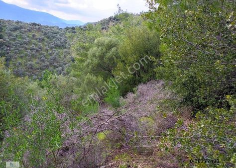 Milas Ekindere‘de Fırsat Zeytinlik 5372 Metre