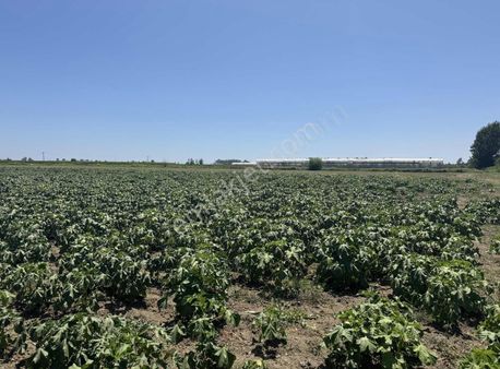 Adahan'dan Ana Yola 2. Parsel Yenicede Fabrika Ve Sera Arsası