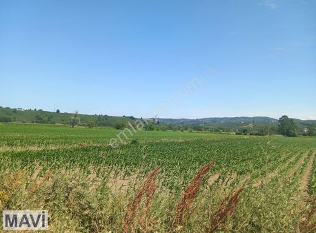 Karasu Limanderede Satılık Tarla Remax Mavi Tuncay Şen Den