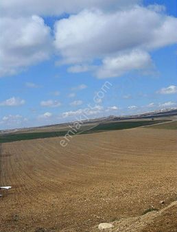 Velihimmetli De Satılık 60 Dönüm Tarla