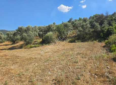 Yıldırım Mühendislikten Hasanlar Mah. "3.590 M2" Zeytinlik