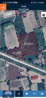 Aydın Yenipazar Donduran Da Portakal Bahçesi