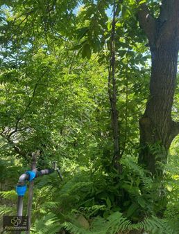 Kiraz Çatak Mahallesinde Suyu Olan Satılık Kestanelik