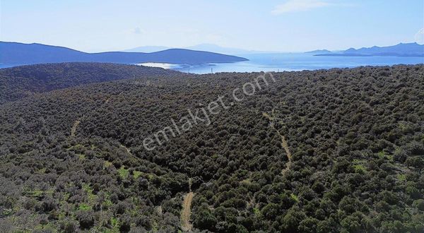 Bodrum'da Yatırımlık Satılık Zeytinlik