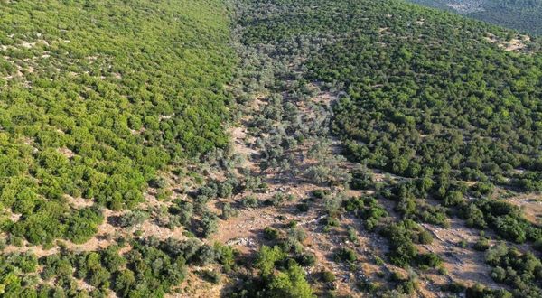 Bodrum Kızılağaç'ta Satılık 13500 M² Hisseli Tarla