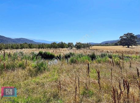 Dialog İdeal Gayrimenkulden Kestel Gölcük Köyünde Satılık Tarla