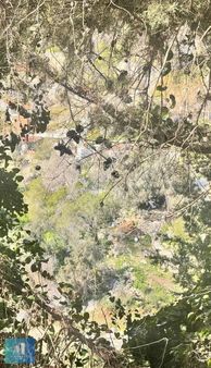 Marmaris Söğüt Köyünde Yerleşim Yeri İçerisinde Satılık Tarla