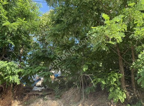 Pek Emlaktan Tire Cambazlıda Köy İçi 320m2 Satılık Bahçeli Taşev