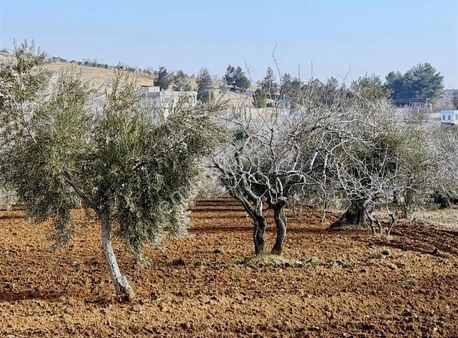 Yukarı Arıl'da Satılık Yetişkin Fıstık Ve Zeytin Bahçesi