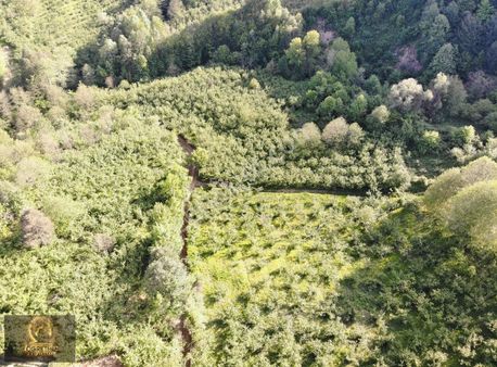 Öğretmen'den Şekerpınar'da Merkeze Yakın 10 Dönüm Fındık Tarlası