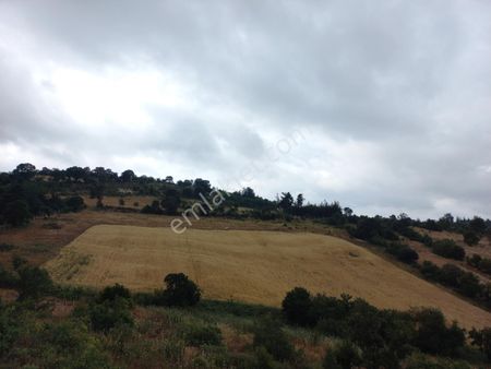 Elfi Den Altıeylül/dişbudak Mahallesi 18.451 M2 Satılık Tarla