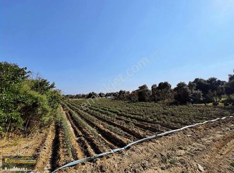 Bayındırın En Gözde Mahallesinde Bulunan Yola Sıfır Tarla